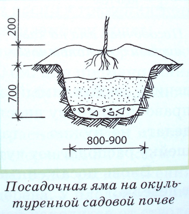 Лунка для винограда размеры схема